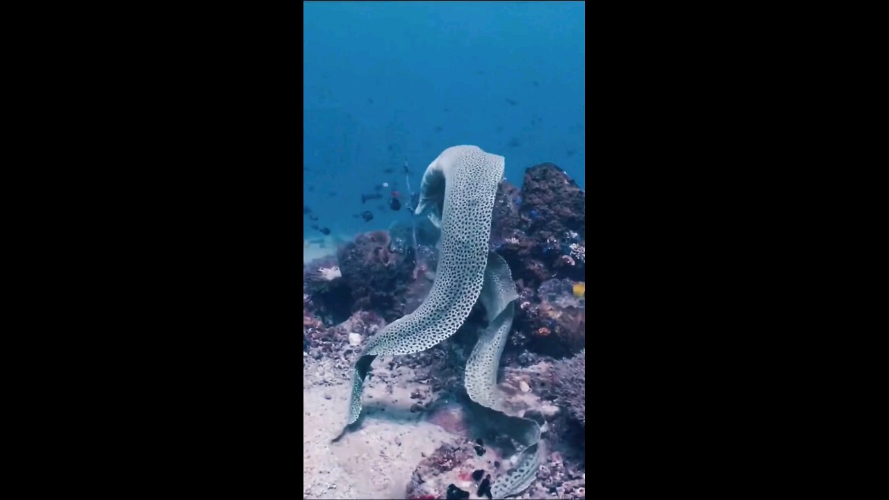 sea fish under water fighting