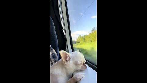 The dog is resting