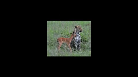 animals
