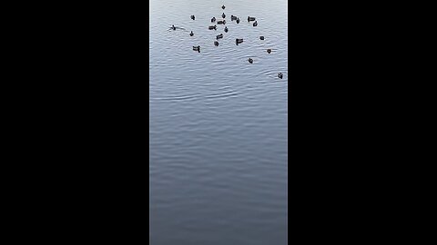 Mallard Ducks 🦆 #mallardducks #ducks #duck #swimming #followme #shorts #viral #trending