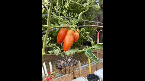 I gots ques-chins, do U gots some an-sirs…?!! Garden and puppy updates…😁