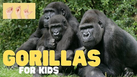 ASL Gorillas for Kids