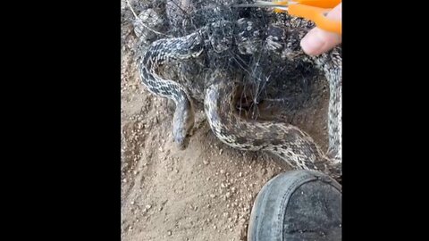 IRL - Saving A wild snake caught in plastic netting.