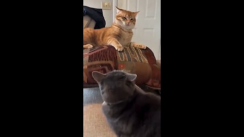 cute cat behavior