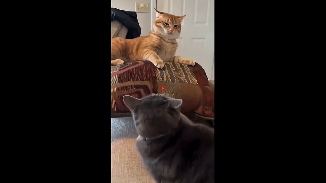 cute cat behavior