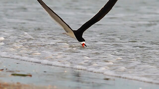 Black Skimmers "Skimming the Waves"