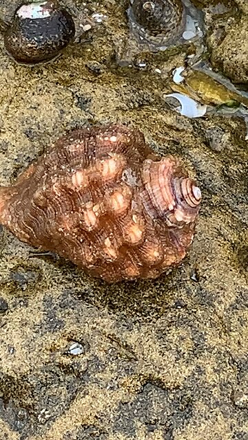 Sea snail shell - El Ouatia - Tan-Tan beach