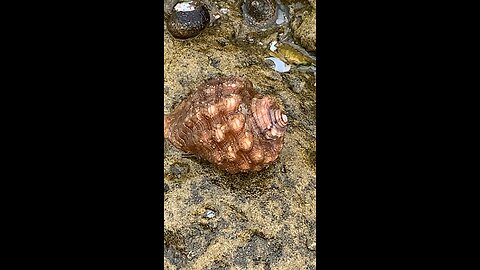 Sea snail shell - El Ouatia - Tan-Tan beach