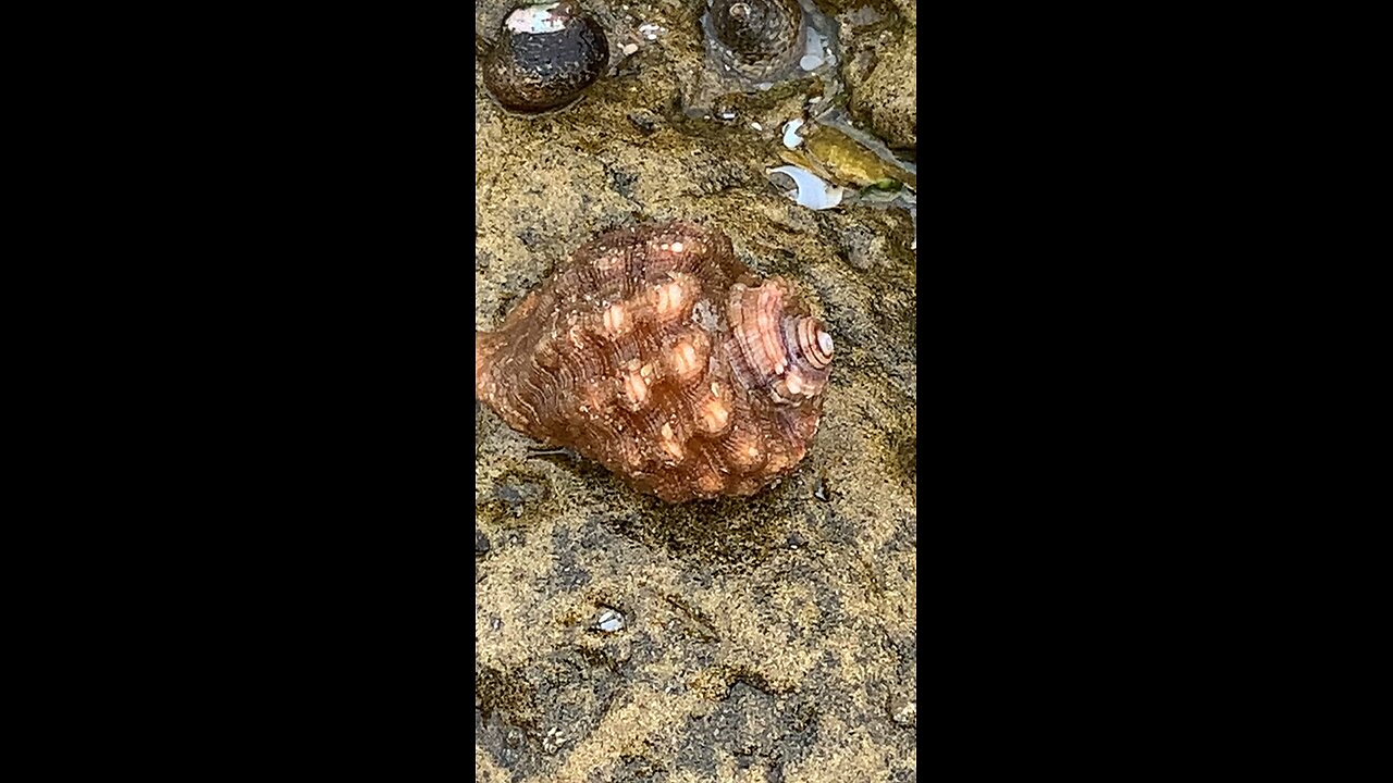 Sea snail shell - El Ouatia - Tan-Tan beach