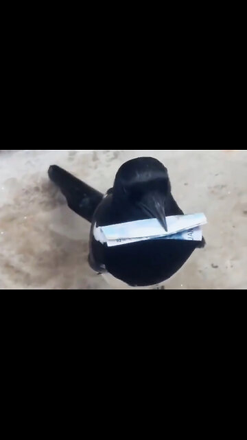 A cunning magpie outsmarted a man.