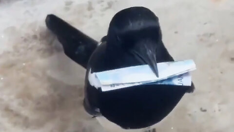 A cunning magpie outsmarted a man.