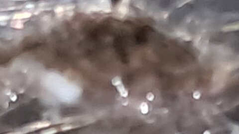 MUST SEE & SHARE: Truly Important, Parasite-Watch till the End