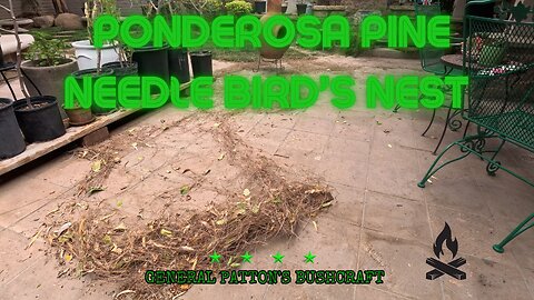 PONDEROSA PINE NEEDLES AS A BIRD'S NEST TINDER BUNDLE