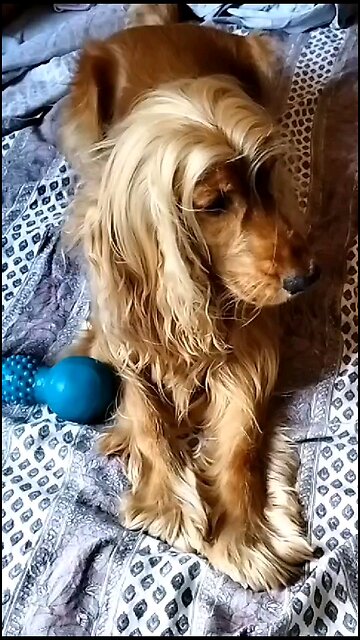 dog dogshow Animals entertainment film