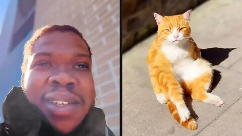 Your Daily Dose of Pets - Cat Is Tired of Pretending