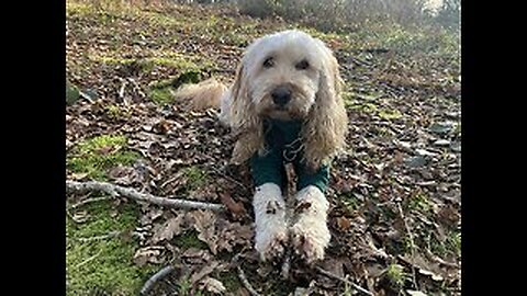 A Dog's Temperament: Understanding Our Dogs- With Elizabeth Johnson
