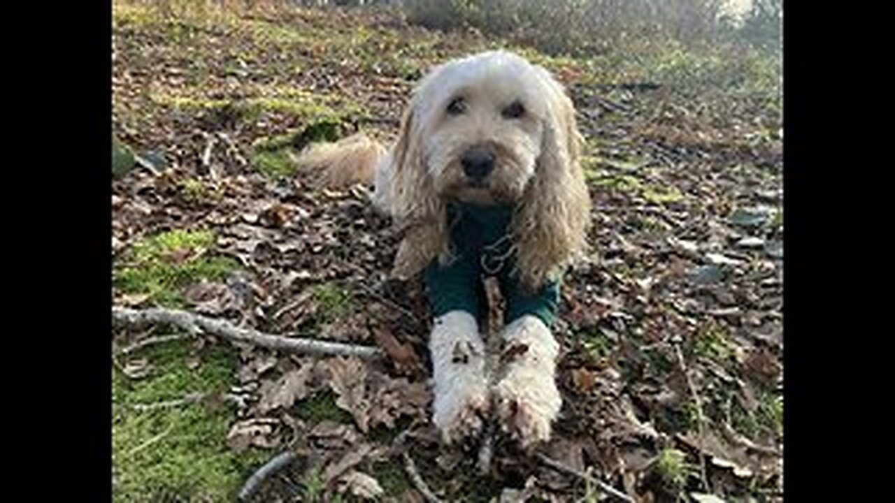 A Dog's Temperament: Understanding Our Dogs- With Elizabeth Johnson