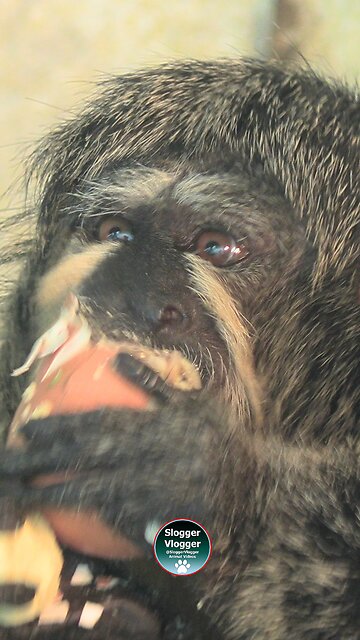 Saki Monkey's Egg Obsession
