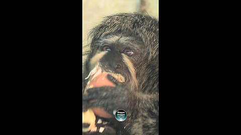 Saki Monkey's Egg Obsession