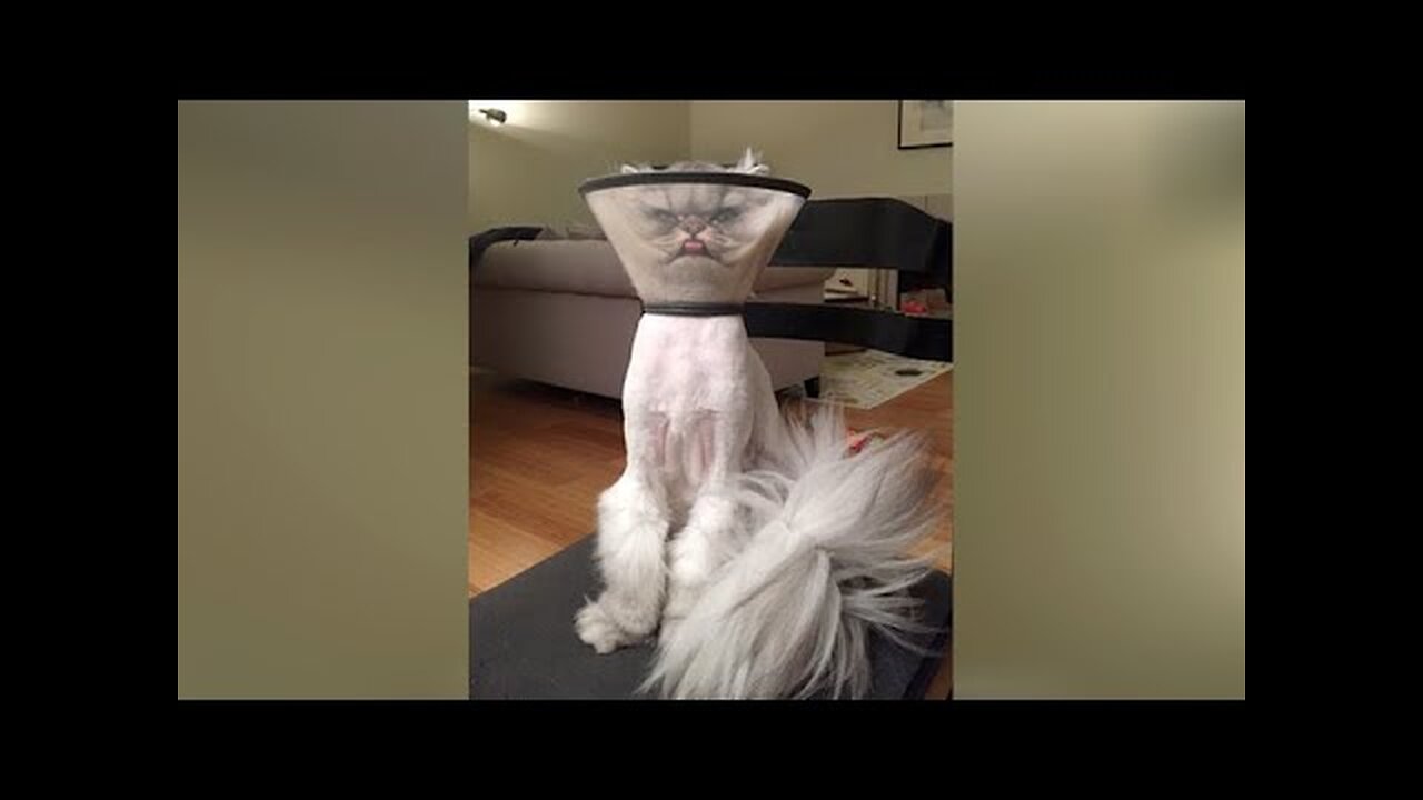 PETS at VET'S - Funniest REACTIONS of DOGS and CATS!