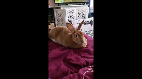 Bunny Hiccups