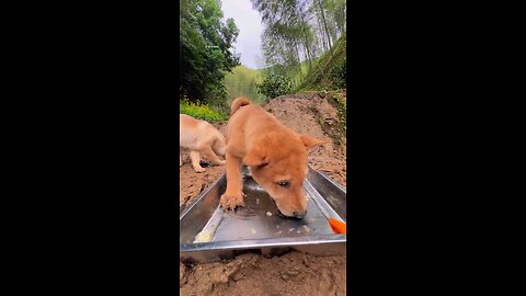 Dogs eating