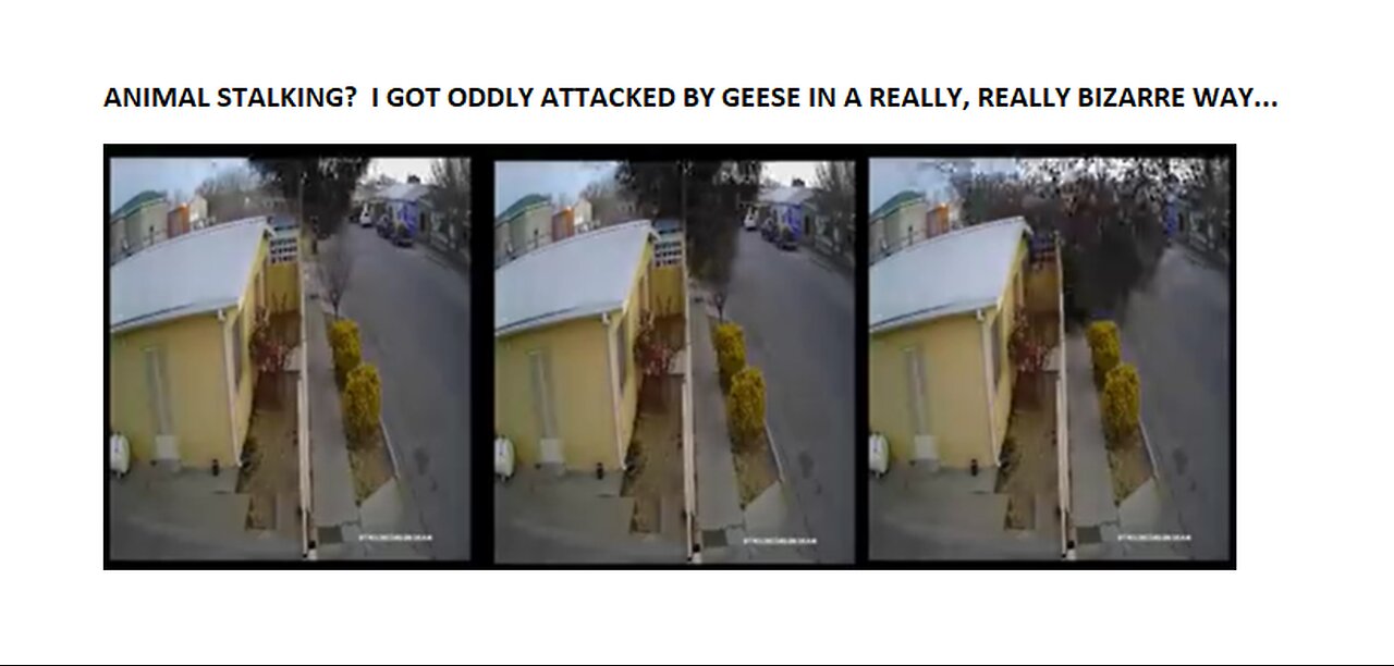 Humans and now Animals Stalking Attacking? 50lbs