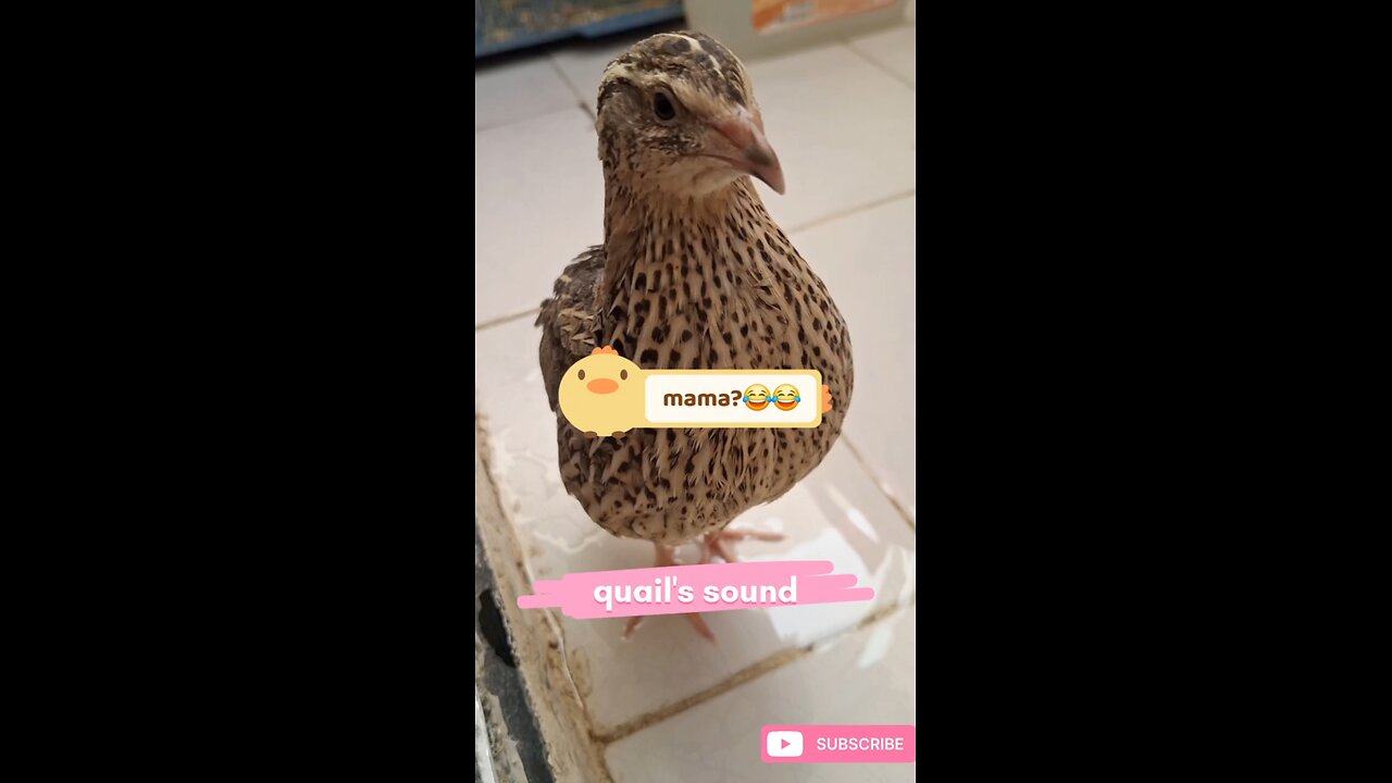 The sound of quail is really beautiful. It is Hello guys, good morning