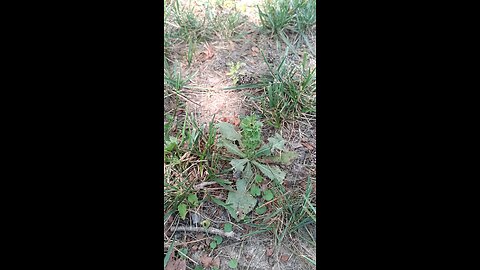 Thistle
