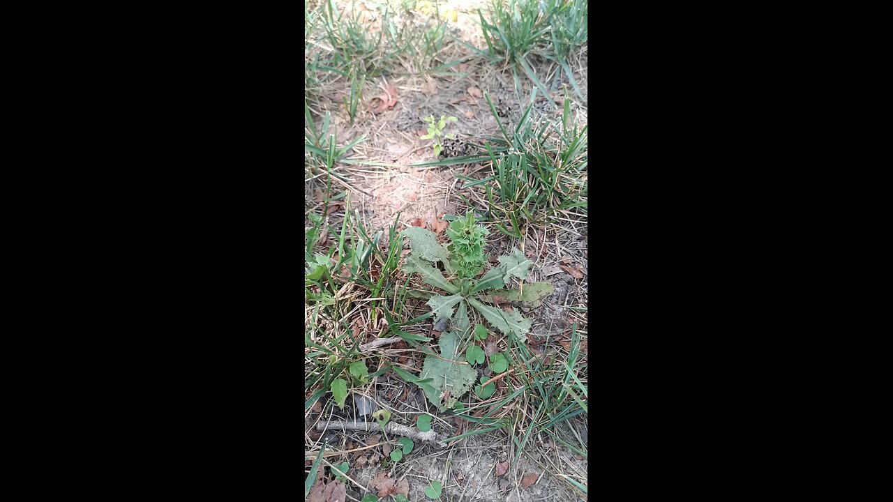 Thistle
