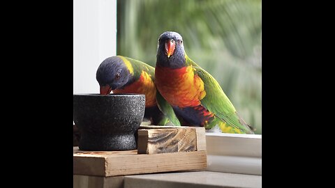 Angry Birds