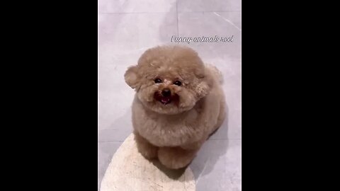 very funny dogs