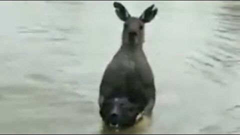 MUSCULAR KANGAROO VS. MAN TRYING TO SAVE HIS DOG 🦘