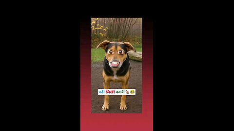 कुता कही का