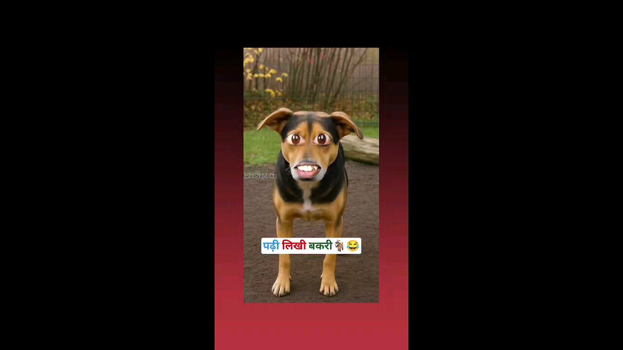 कुता कही का