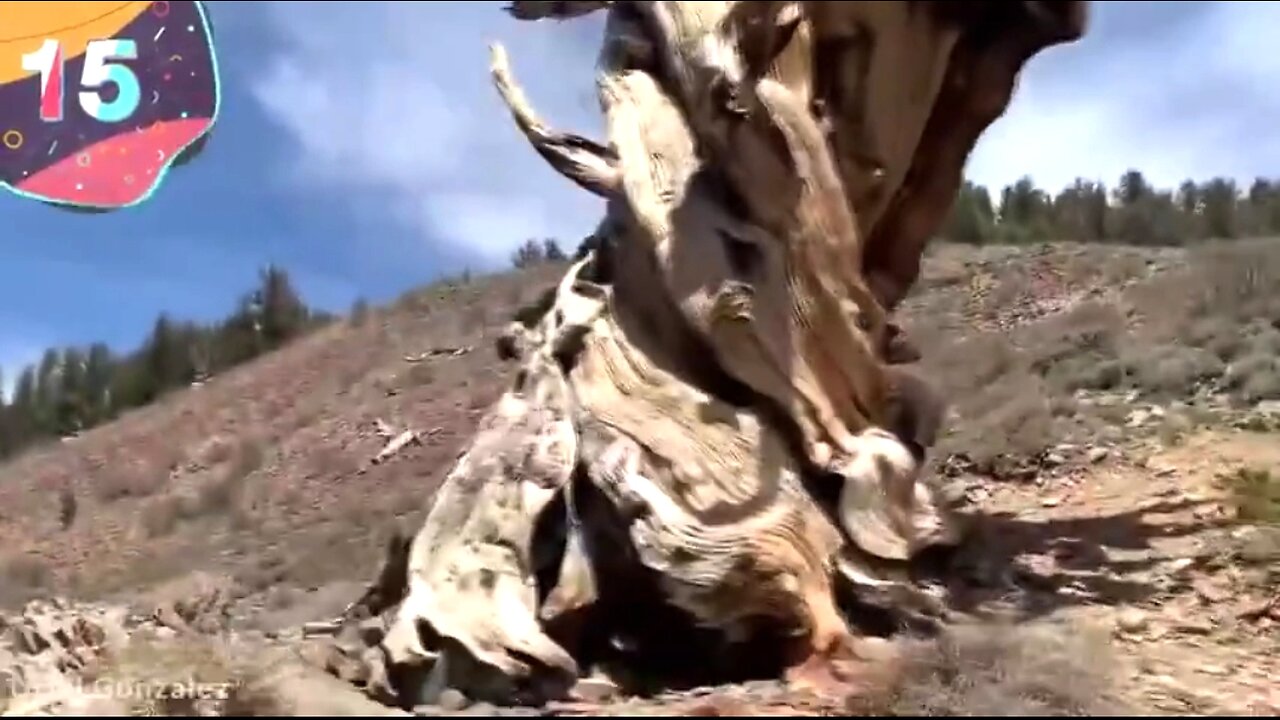 TOP 15 OLDEST TREES STILL LIVING ❣️