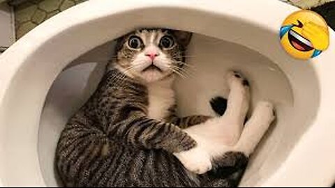 Funniest Cats and Dogs Clip 2025😼🐶Try Not To Laugh😜