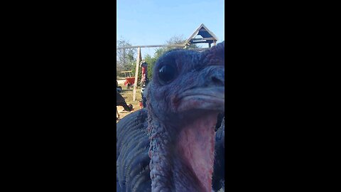 Porch Turkeys