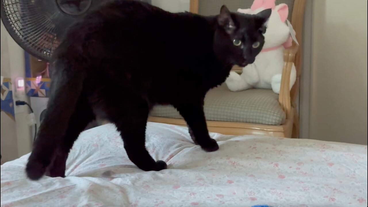 Cute Precious Piper Makes Her Security Rounds -Piper Thoughts - My Adopted Shelter Cat Vlog