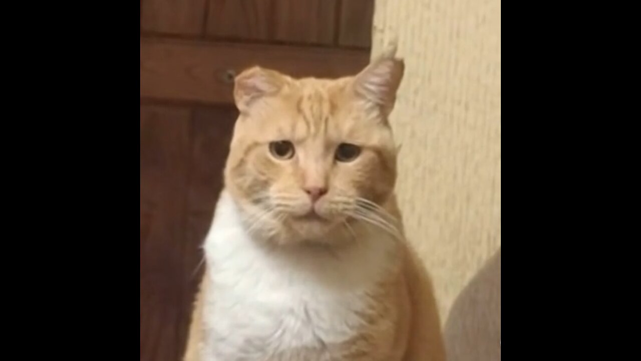 Así reacciona un gato cuando su dueño prefiere a otra mascota