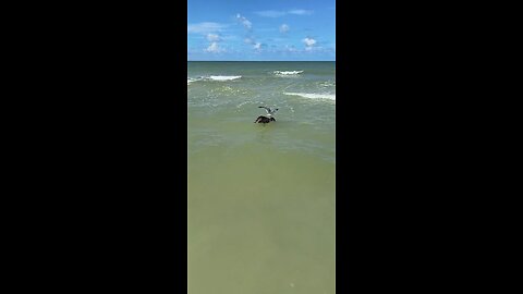 Livestream Highlights | Seagull Tries To Drown Pelican!