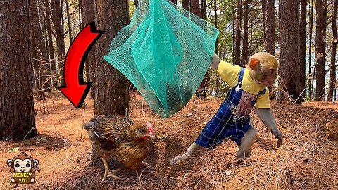 Unbelievable! Smart monkey YiYi rescues the poor chicken stuck in the forest