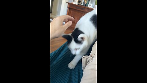 Pablo The Cat