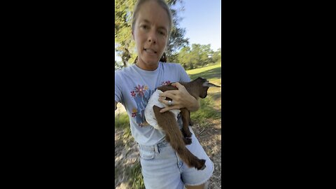 Diapers for our goats!