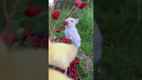 The little rabbit eats strawberries and the little goose joins in the fun. Cute pet dog