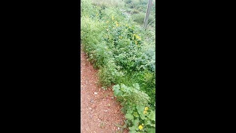 viral video upload hobe