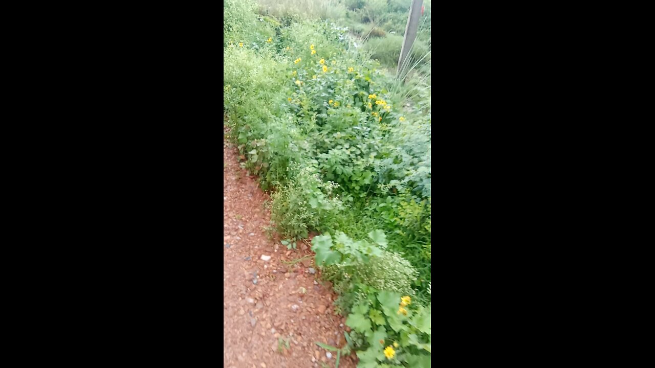 viral video upload hobe