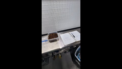 pelliculosa and redoing my cold fruiting chamber