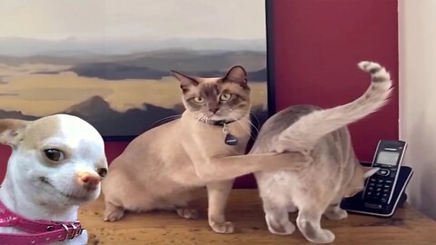 Animal Fails So BAD You Won't Know If To LAUGH or CRY! 😂😭