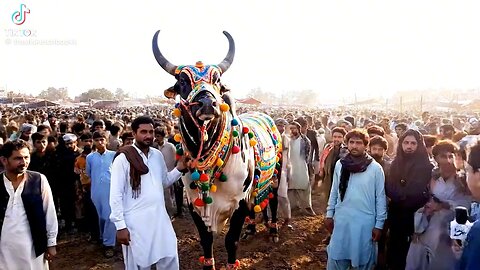 Big Bull of Karachi Mandi 2025